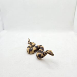 Serpent Boa constrictor 14163 - Schleich