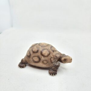 Tortue terrestre 14304 - Schleich